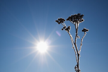 Winter scene. A frozen, withered inflorescence of a field grass against a clear blue sky, backlit by a bright sun.