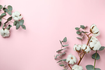 Beautiful eucalyptus and cotton on pink background