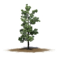 Sourwood tree in spring on a sand area - isolated on white background - 3D Illustration
