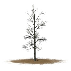 Sourwood tree in winter on a sand area - isolated on white background - 3D Illustration