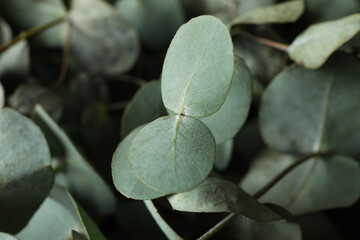 Beautiful eucalyptus twigs and leaves, close up © Atlas
