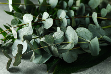 Beautiful eucalyptus branches with water drops on gray textured table