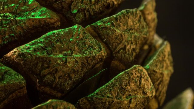 Pine Cone Macro Timelapse