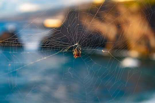 Ara&ntilde;a colgada con un paisaje de mar de fondo.