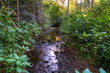 stone path in the forest