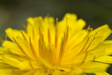 yellow flower macro