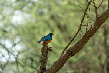 birds in Africa