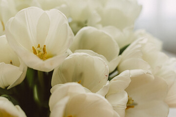 Fototapeta na wymiar White tulips in transparent vase on color background. Spring concept. Retro film grain picture
