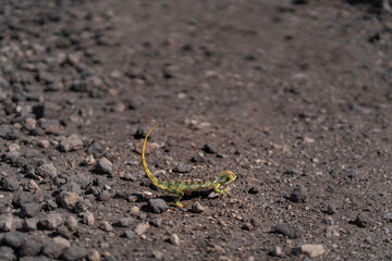 chameleon