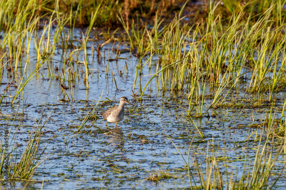 Sticker Wood Sandpiper walking in a pound to jump