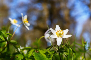 Wood anemone flowers in springtime