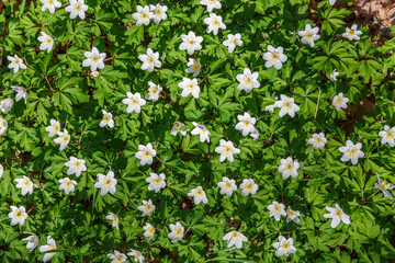 Obraz na płótnie Canvas Flowering Wood Anemone on a meadow in spring