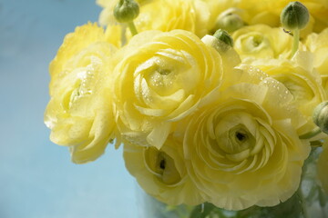 Ranunculus asiaticus or Persian buttercup gold color flower,  macro. Easter yellow blossom background.  Trendy Illuminating yellow color