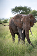Fototapeta na wymiar Elephants in safari