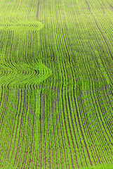 Greenish sow field with row of patterns