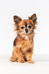 Small brown fluffy hairy Chihuahua sitting isolated in a white background