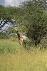 Giraffes in safari