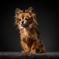 Small brown fluffy hairy Chihuahua sitting in a black background