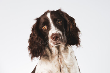 Close up of an English Springer Spaniel face with a tilted head on a white background