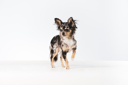 Small Chihuahua dog standing on a white background with one leg raised looking to the left