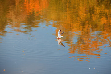 A seagull flies just above the surface and catches fish. His image is reflected in the water.