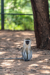 Velvet Monkey in Tanzania Africa