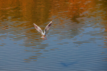 A seagull flies over the surface of the pond. A seagull fluttering its wings. Front view of a seagull in flight.