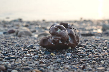 Pebble on a beach