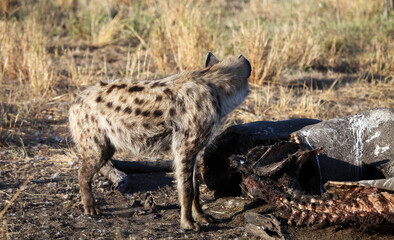 Hyena by a dead rhino, South Africa
