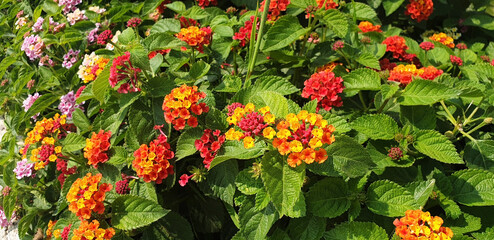Bush of colorful flowers lantana camara. Panorama.