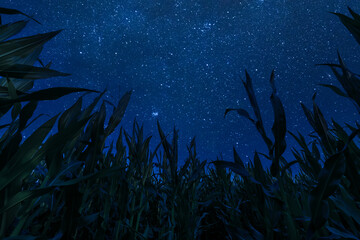 Corn field and night sky with stars
