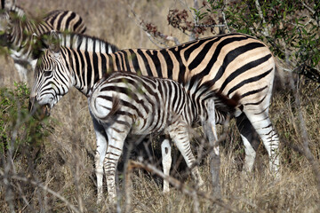 Fototapeta na wymiar Zebra foal suckling, South Africa 