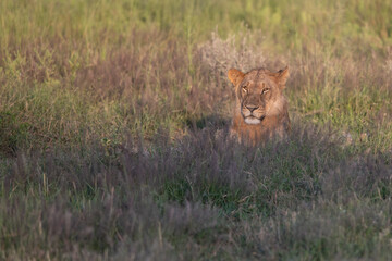 Beautiful Lion Caesar in the golden grass of Masai Mara, Kenya