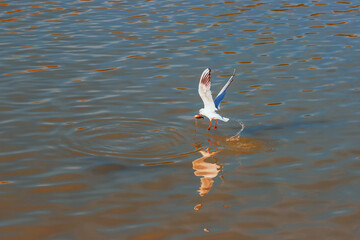 A seagull flies just above the surface of the pond and catches fish. His image is reflected in the water. The seagull has a fish in its beak. Water sprays around the seagull.
