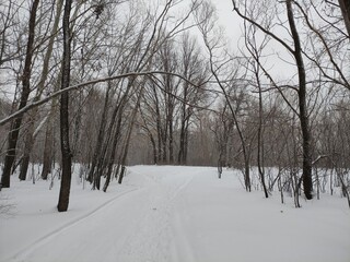 Walk in the winter forest during a snowfall