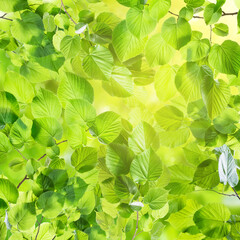 Fototapeta na wymiar Spring green card with beautiful leaves