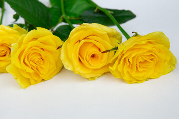 yellow flowers tulips and roses on a white background