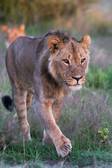 Fototapeta premium Beautiful Lion Caesar in the golden grass of Masai Mara, Kenya