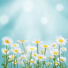 Spring card with chamomile flowers