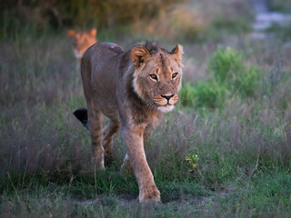 Beautiful Lion Caesar in the golden grass of Masai Mara, Kenya