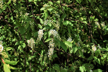 Beautiful bird cherry tree in blossom in sunlight. White little flowers. Spring blooming floral background. Selective focus.
