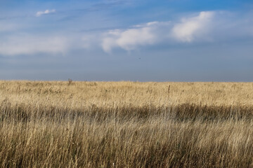 Countryside natural beauty forest field
