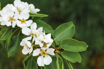 Beautiful pear tree in blossom. White flowers and buds. Spring blooming floral background. Selective focus.