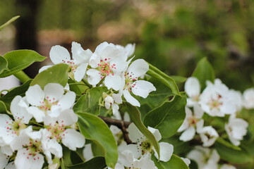 Beautiful pear tree in blossom. White flowers and buds. Spring blooming floral background. Selective focus.
