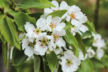 Beautiful pear tree in blossom. White flowers and buds. Spring blooming floral background. Selective focus.