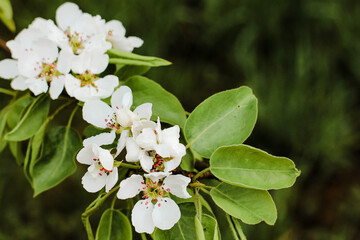 Beautiful pear tree in blossom. White flowers and buds. Spring blooming floral background. Selective focus.