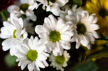 Close-up of white daisies with great detail and green center. Daisies wallpaper. Spring flora