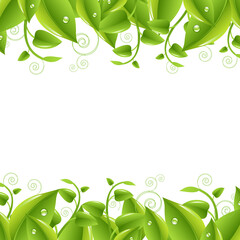 2 Borders With Leaves, Isolated On White Background, Vector Illustration