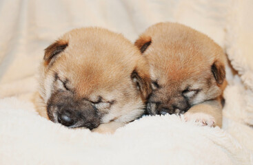 Cachorros de Shiba inu