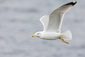 A European herring gull (Larus argentatus) in flight at a lake in the city of Berlin